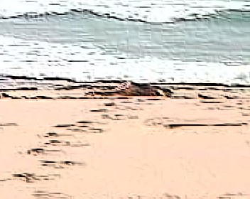 Naked dead body on a beach in Mauritania, West Africa.