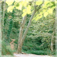 Bosc de Vallirana.